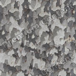 seamless tree bark 0001